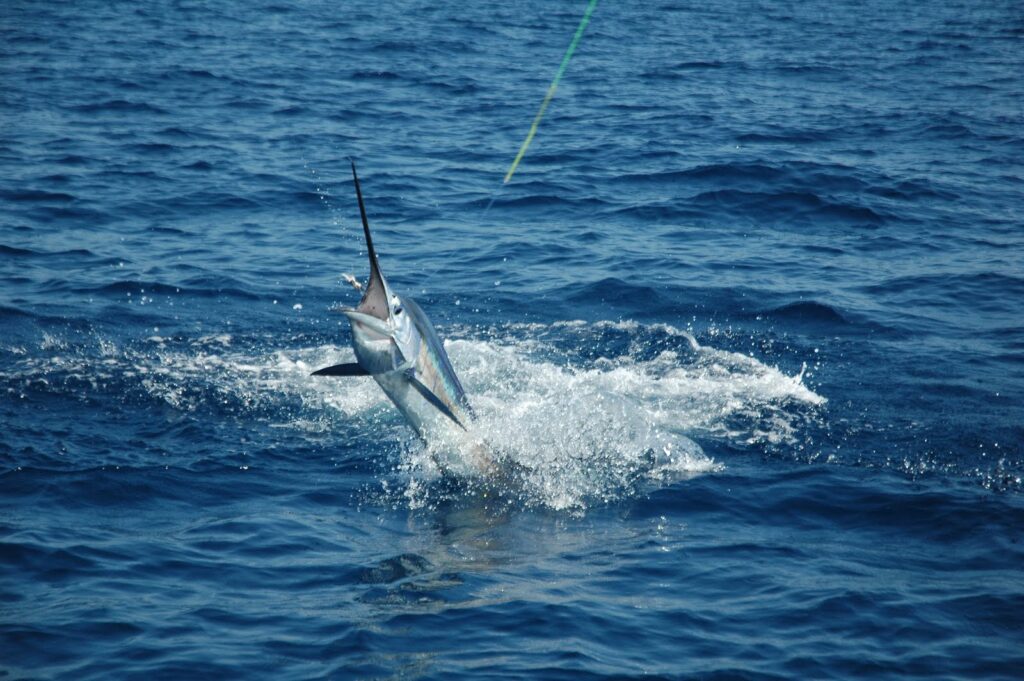 Miamarina at Bayside