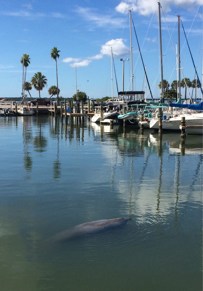 Dunedin Marina - Dunedin