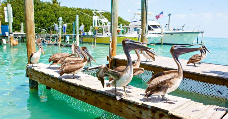 Robbie's Marina of Key West - Stock Island